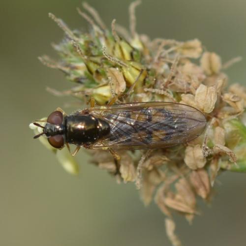 Melanostoma mellinum